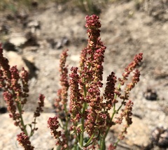 Rumex paucifolius