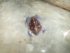 Rhinophrynus dorsalis