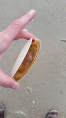 Placopecten magellanicus