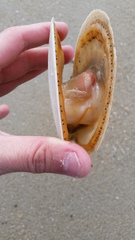 Placopecten magellanicus