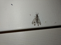Dendroleon obsoletus