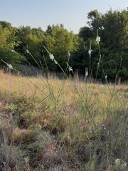 Oenothera glaucifolia