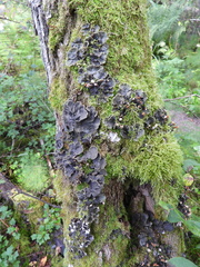 Peltigera degenii