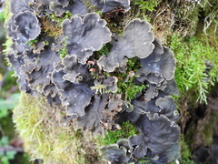 Peltigera degenii
