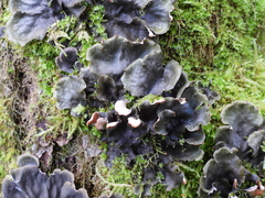 Peltigera degenii