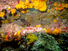 Neoniphon suborbitalis
