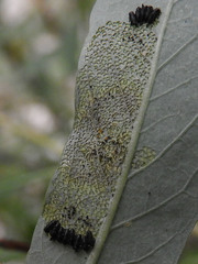 Plagiodera arizonae