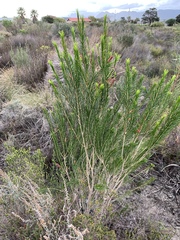 Melaleuca armillaris armillaris