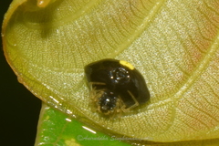 Theridula