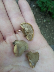 Lentinellus castoreus