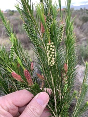 Melaleuca armillaris armillaris