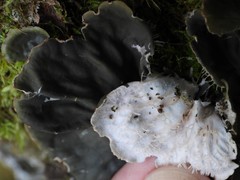Peltigera degenii