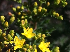 Hypericum myrianthum