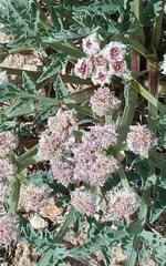 Vesper montanus