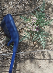 Vesper montanus
