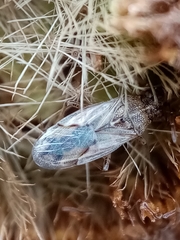 Nysius senecionis