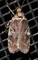 Agonopterix lythrella
