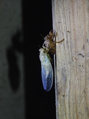 Chremistica ochracea