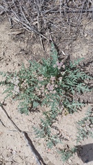 Vesper montanus