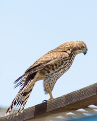 Accipiter cooperii