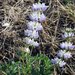 Chick Lupine - Photo (c) Todd Plummer, some rights reserved (CC BY-NC-SA)