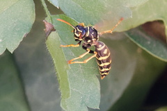 Polistes associus