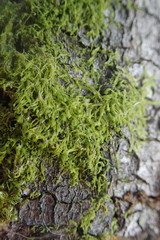 Metzgeria consanguinea