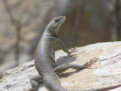 Sceloporus dugesii