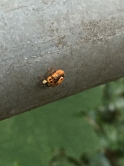 Harmonia axyridis