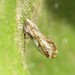 Asian Citrus Psyllid - Photo (c) C. Mallory, some rights reserved (CC BY-NC), uploaded by C. Mallory