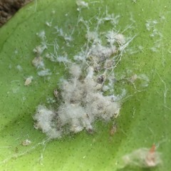 Aleurothrixus floccosus