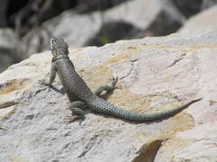 Sceloporus dugesii