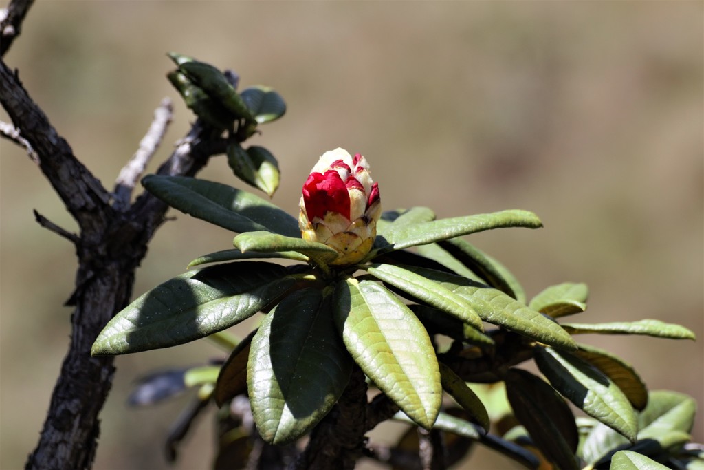 Rhododendron arboreum zeylanicum from horton plains on June 7, 2015 at ...