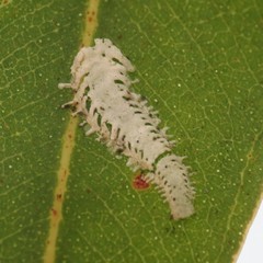 Eucalyptolyma maideni