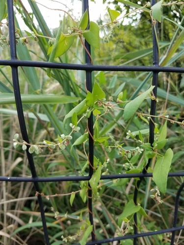 Fallopia convolvulus iNat (2)