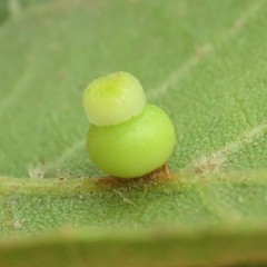 Callirhytis serricornis
