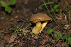 Hortiboletus engelii