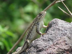 Sceloporus horridus