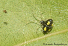 Theridula gonygaster