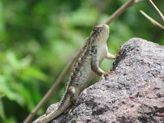 Sceloporus horridus