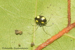 Theridula gonygaster