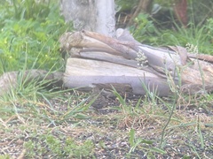 Haemorhous purpureus