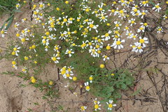 Oncosiphon africanus