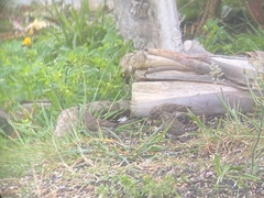 Haemorhous purpureus