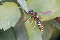 Polistes associus