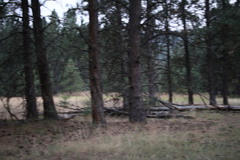 Odocoileus virginianus