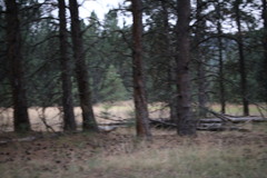 Odocoileus virginianus