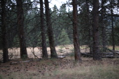 Odocoileus virginianus