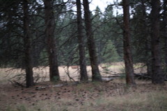 Odocoileus virginianus