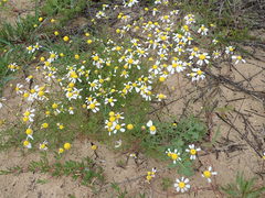 Oncosiphon africanus